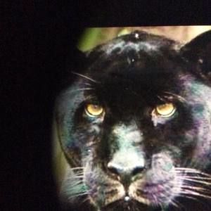 Meet your Posher, Ernestine